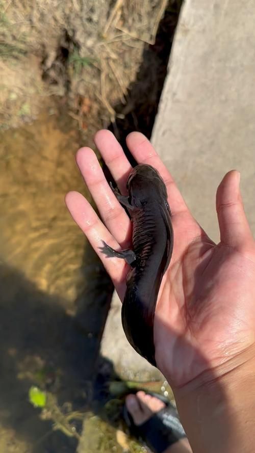 六角龍魚有哪些顏色品種？，六角龍魚的顏色及種類