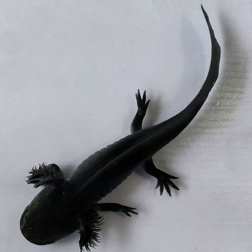 六角龍魚有哪些顏色品種？，六角龍魚的顏色及種類