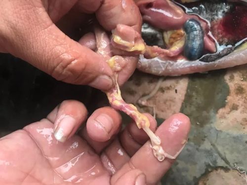 怎么判斷魚有沒(méi)有寄生蟲，arxiv論文助手判斷魚類寄生蟲是否有寄生蟲視覺識(shí)別指南