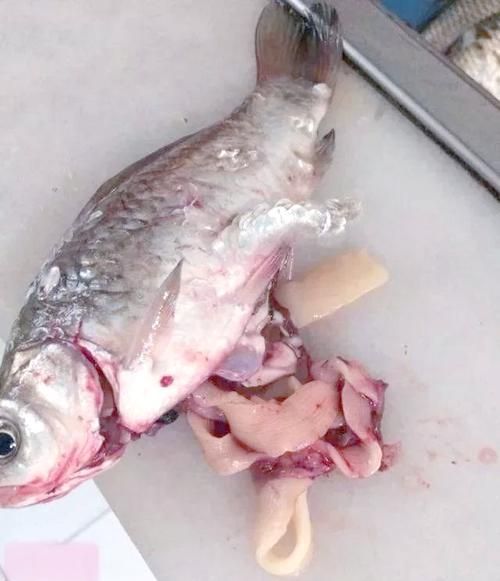 怎么判斷魚有沒(méi)有寄生蟲，arxiv論文助手判斷魚類寄生蟲是否有寄生蟲視覺識(shí)別指南