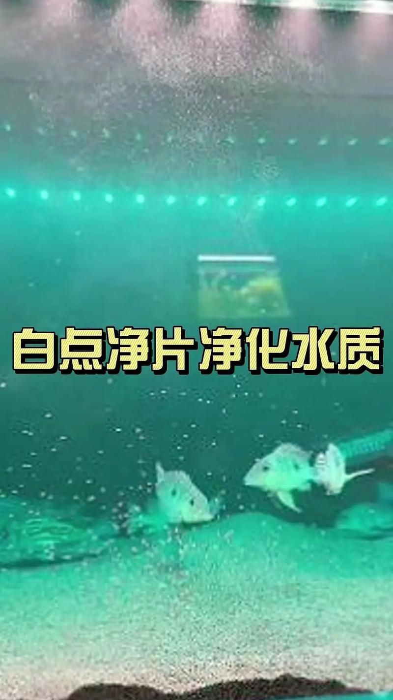 怎么判斷魚有沒(méi)有寄生蟲，arxiv論文助手判斷魚類寄生蟲是否有寄生蟲視覺識(shí)別指南