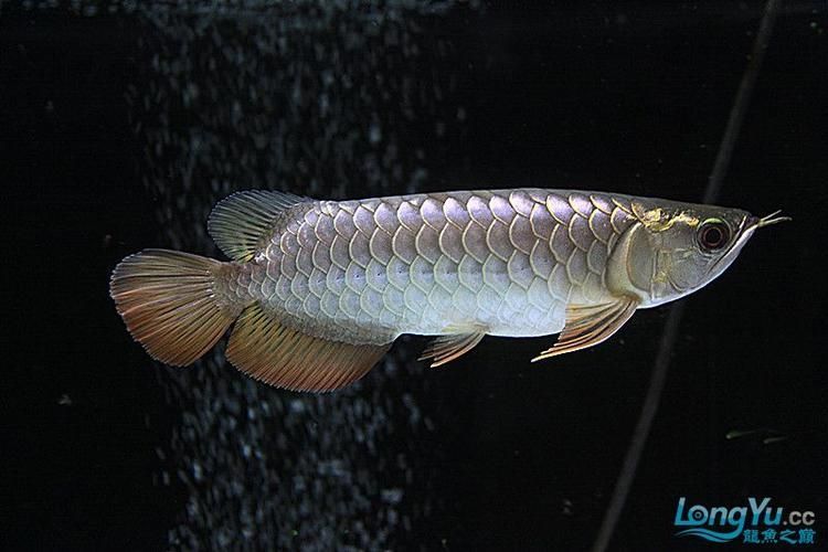 給我推薦一些立達金龍魚的品種，立達金龍魚怎么養？