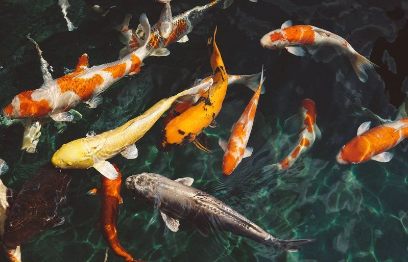 能否提供更多養(yǎng)魚知識，養(yǎng)魚基本指南