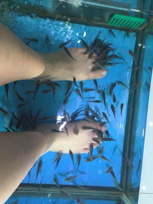 人工繁殖西青龍魚需要哪些條件，人工繁殖西青龍魚的技術要素