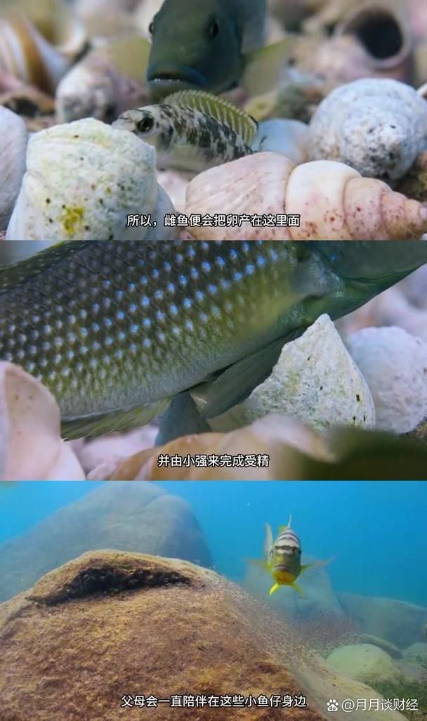 人工繁殖西青龍魚需要哪些條件，人工繁殖西青龍魚的技術要素