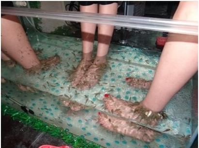 人工繁殖西青龍魚需要哪些條件，人工繁殖西青龍魚的技術要素