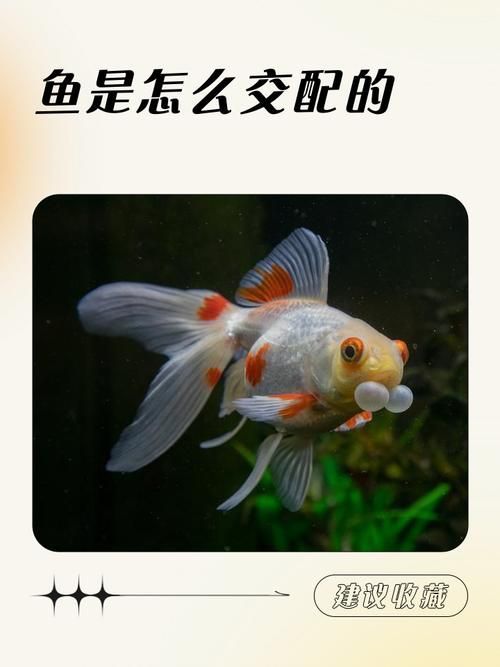 人工繁殖西青龍魚需要哪些條件，人工繁殖西青龍魚的技術要素