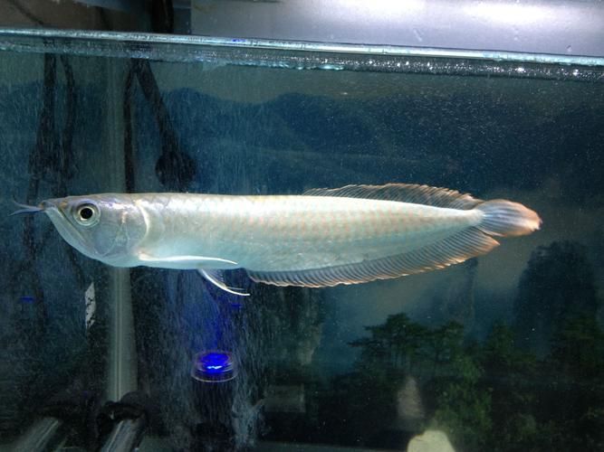 哪種龍魚更稀有，水族館中最稀有的龍魚