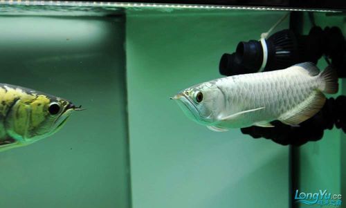 哪種龍魚更稀有，水族館中最稀有的龍魚