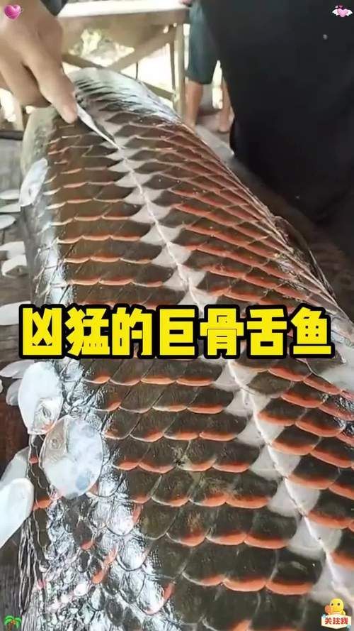 巨骨舌魚的市場價格為何如此高，巨骨舌魚市場價格高昂
