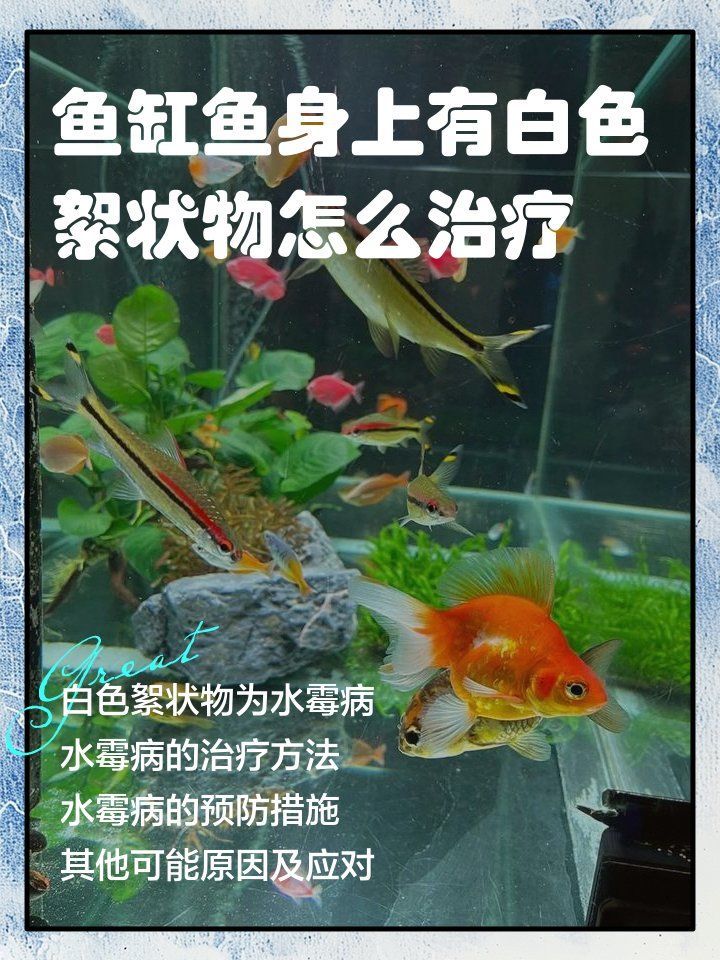 龍魚霉菌感染會自愈嗎，如何判斷龍魚霉菌感染的程度？