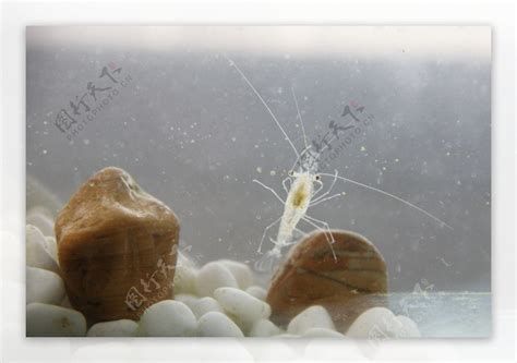 有哪些食物對龍魚有益？，龍魚營養攻略