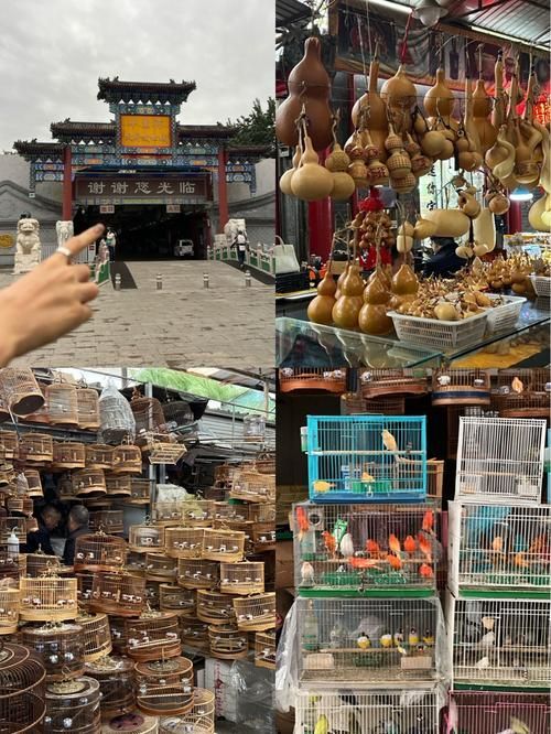 哪里可以買到正宗的紅龍魚魚苗？，——1000字詳解與權威購買正宗紅龍魚魚苗