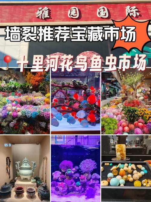 哪里可以買到正宗的紅龍魚魚苗？，——1000字詳解與權威購買正宗紅龍魚魚苗