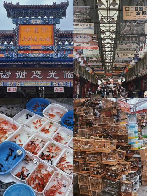 哪里可以買到正宗的紅龍魚魚苗？，——1000字詳解與權威購買正宗紅龍魚魚苗