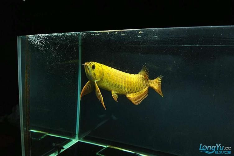 立達金龍魚有哪些稀有品種？，立達金龍魚中的“立達金龍魚中的“立達金龍魚中的立達金龍魚中的