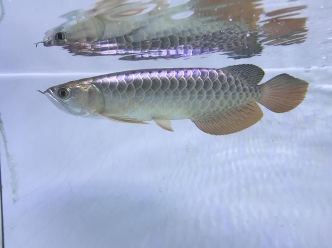 立達金龍魚有哪些稀有品種？，立達金龍魚中的“立達金龍魚中的“立達金龍魚中的立達金龍魚中的