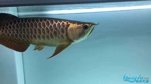 立達金龍魚有哪些稀有品種？，立達金龍魚中的“立達金龍魚中的“立達金龍魚中的立達金龍魚中的