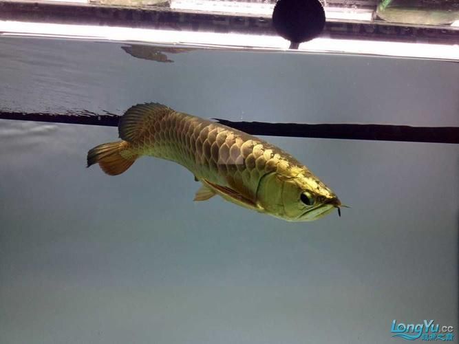 立達金龍魚有哪些稀有品種？，立達金龍魚中的“立達金龍魚中的“立達金龍魚中的立達金龍魚中的