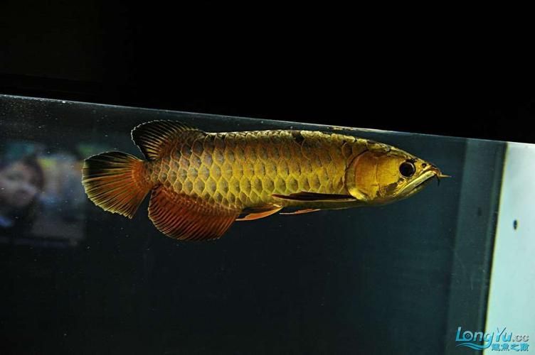 立達金龍魚有哪些稀有品種？，立達金龍魚中的“立達金龍魚中的“立達金龍魚中的立達金龍魚中的