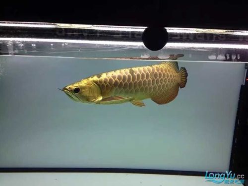 立達金龍魚有哪些稀有品種？，立達金龍魚中的“立達金龍魚中的“立達金龍魚中的立達金龍魚中的
