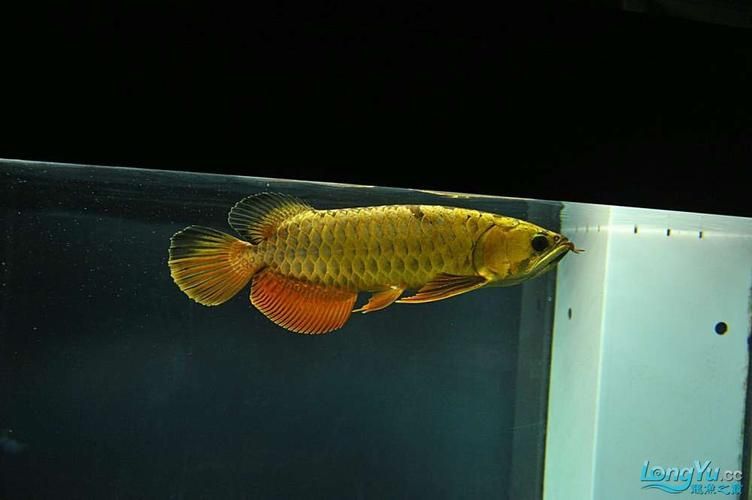 立達金龍魚有哪些稀有品種？，立達金龍魚中的“立達金龍魚中的“立達金龍魚中的立達金龍魚中的