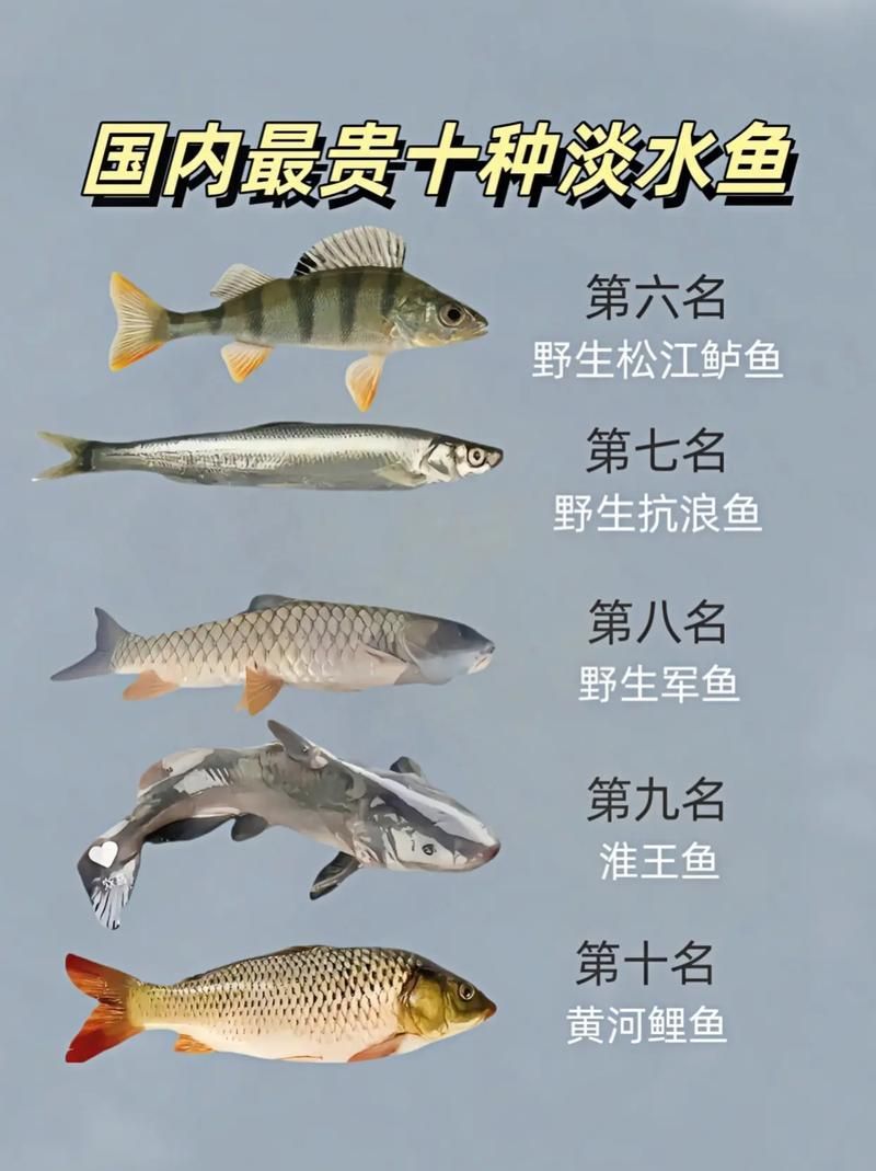 能否提供國內十大品牌魚的圖片，十大品牌魚中哪個最有名如何辨別十大品牌魚的真偽