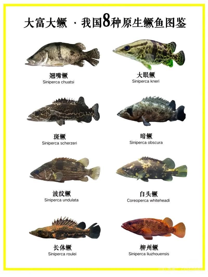 能否提供國內十大品牌魚的圖片，十大品牌魚中哪個最有名如何辨別十大品牌魚的真偽