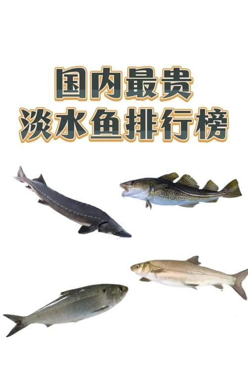 能否提供國內十大品牌魚的圖片，十大品牌魚中哪個最有名如何辨別十大品牌魚的真偽