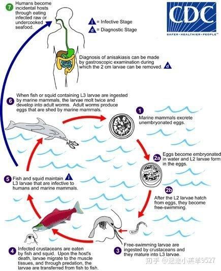 小瓜蟲和異尖線蟲的生活史是怎樣的，富媒體組件庫(kù)中關(guān)于小瓜蟲與異尖線蟲生活史的權(quán)威性與多樣性