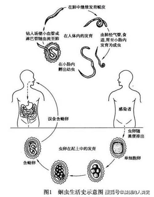 小瓜蟲和異尖線蟲的生活史是怎樣的，富媒體組件庫(kù)中關(guān)于小瓜蟲與異尖線蟲生活史的權(quán)威性與多樣性