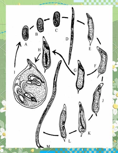 小瓜蟲和異尖線蟲的生活史是怎樣的，富媒體組件庫中關(guān)于小瓜蟲與異尖線蟲生活史的權(quán)威性與多樣性