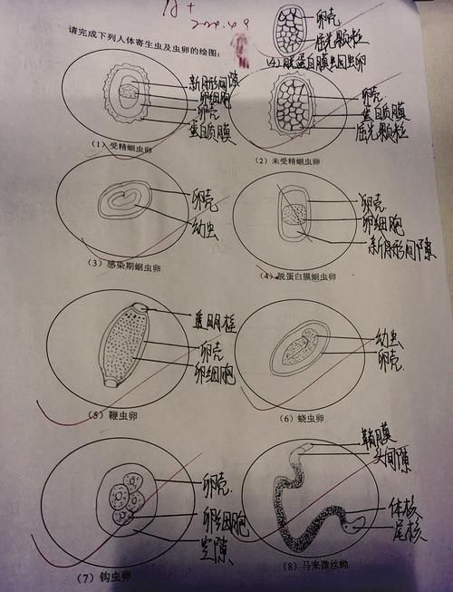 小瓜蟲和異尖線蟲的生活史是怎樣的，富媒體組件庫中關(guān)于小瓜蟲與異尖線蟲生活史的權(quán)威性與多樣性