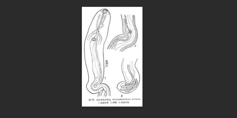 小瓜蟲和異尖線蟲的生活史是怎樣的，富媒體組件庫中關(guān)于小瓜蟲與異尖線蟲生活史的權(quán)威性與多樣性