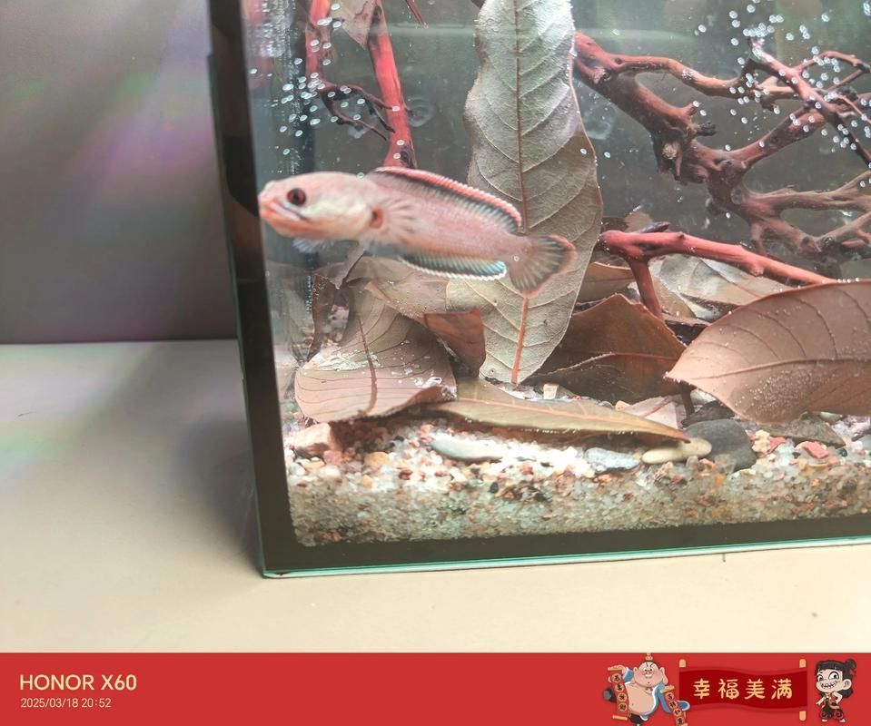 如何判斷龍魚鰓蓋起鼓是否嚴(yán)重？，arxiv論文arxiv論文助手判斷龍魚鰓蓋起鼓是否嚴(yán)重