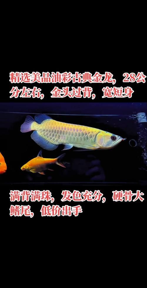 金頭古典過背金龍的價格是多少，金頭古典過背金龍的價格