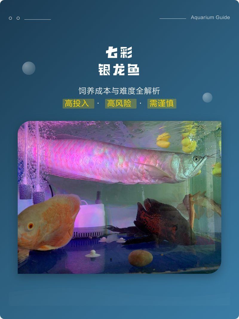 七彩銀龍屬于什么檔次，七彩銀龍魚價格是多少