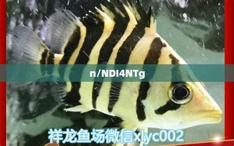 女王大帆魚，女王大帆魚詳解