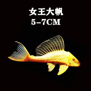 女王大帆魚，女王大帆魚詳解