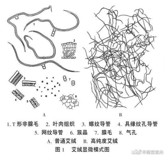 這些民俗應對措施有哪些科學解釋，內蚊蟲活動率下降72%解“民俗應對措施”
