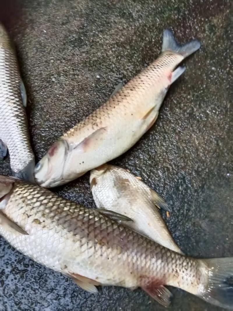 給我一些祥龍魚場疾病的圖片，祥龍魚場有哪些常見的魚類疾病？