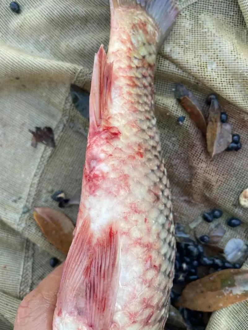 給我一些祥龍魚場疾病的圖片，祥龍魚場有哪些常見的魚類疾病？