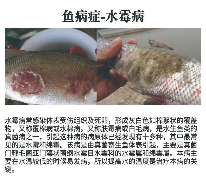 給我一些祥龍魚場疾病的圖片，祥龍魚場有哪些常見的魚類疾病？
