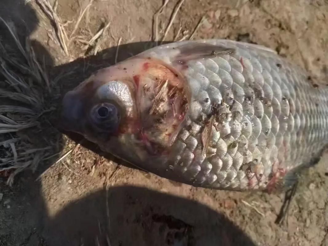給我一些祥龍魚場疾病的圖片，祥龍魚場有哪些常見的魚類疾病？