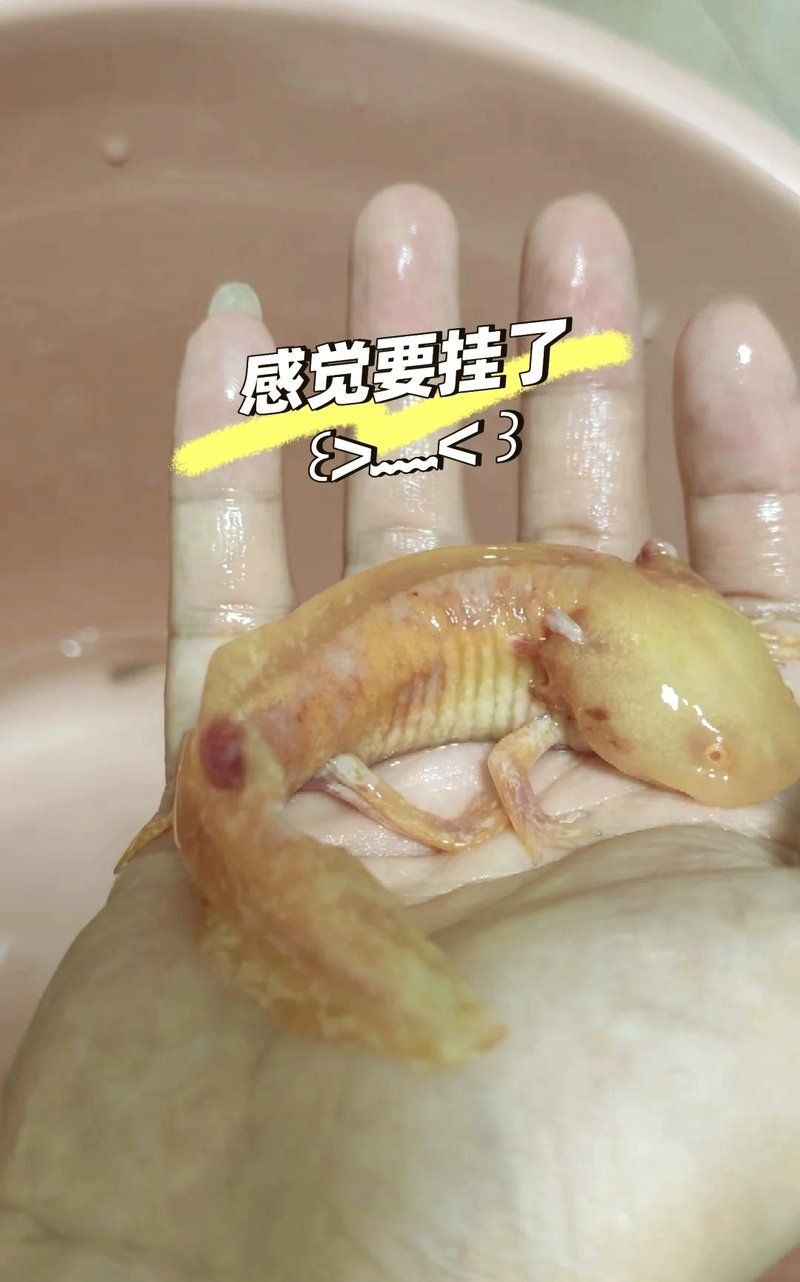 龍魚生病時應該保持什么樣的環境？，龍魚環境管理