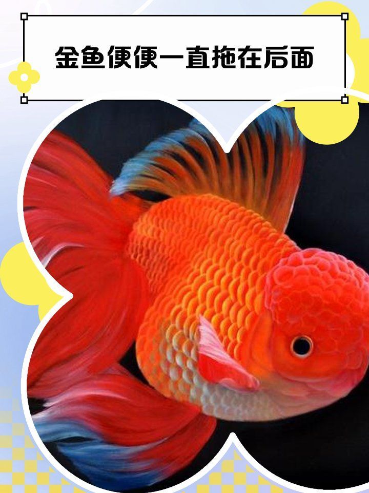 魚腸炎好轉(zhuǎn)后需要多久恢復(fù)健康，魚腸炎好轉(zhuǎn)后通常需要7到15天才能完全恢復(fù)健康