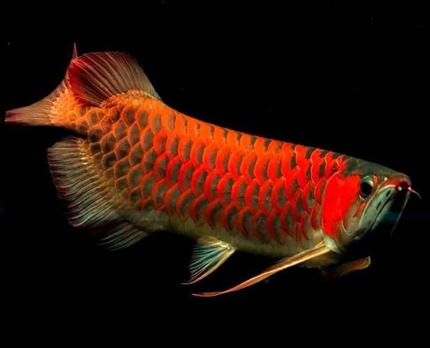 風(fēng)水魚有哪些品種，常見的風(fēng)水魚品種