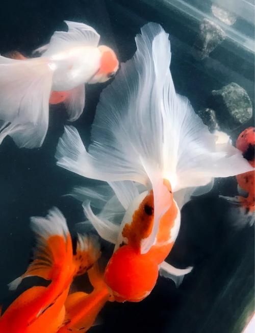 風(fēng)水魚有哪些品種，常見的風(fēng)水魚品種
