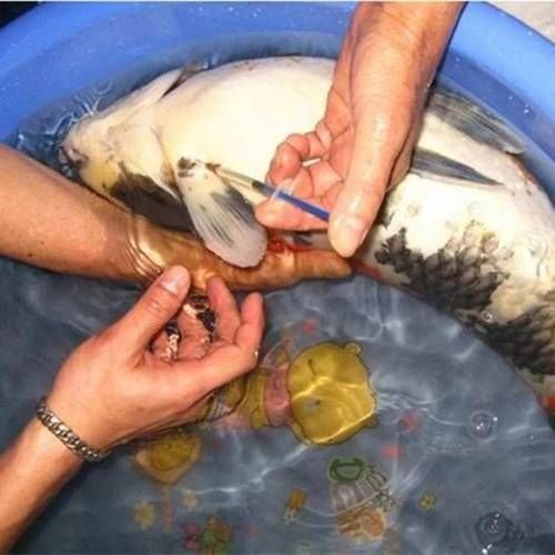 感染魚類細菌后如何治療，arxiv論文助手詳解感染魚類細菌后的治療方法