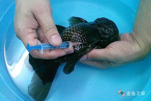 感染魚類細菌后如何治療，arxiv論文助手詳解感染魚類細菌后的治療方法